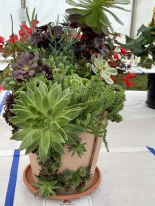 A pot full of various cacti in the show marquee