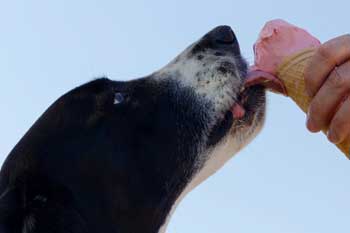 Get involved! A dog enjoying an icecream